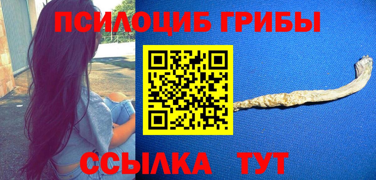 Псилоцибиновые грибы Psilocybe Минусинск